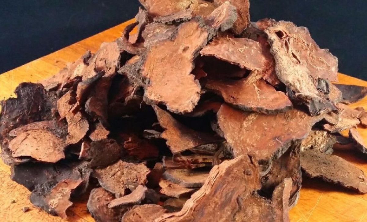 Fo-Ti (Polygonum multiflorum): Geleneksel Kullanım ve Bilimsel Değerlendirme