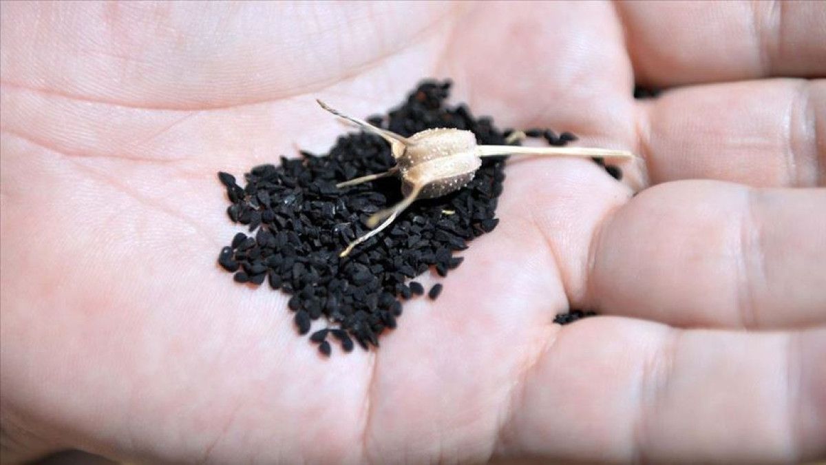 İbn-i Sina'nın Önerdiği Şifalı Bitkiler ve Modern Bilimle Karşılaştırması