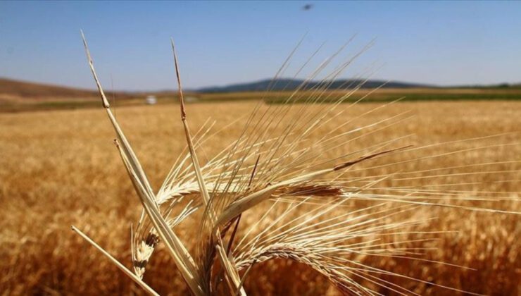 Kamu Desteklerinde 2026 İçin Tarımsal Üretimde Artan Teşvikler ve Yeni Tutarlar