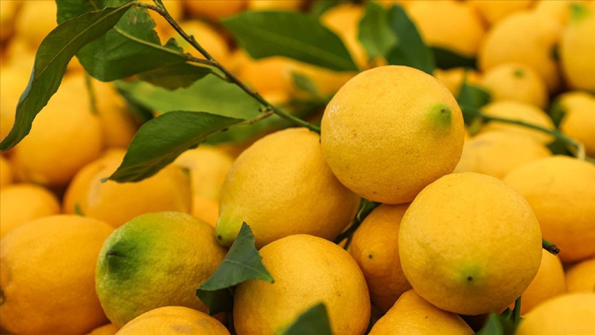 Limon ve Elma İhracatında Kayda Bağlı Tedbirler: İç Piyasa İstikrarı ve Gıda Arz Güvenliği