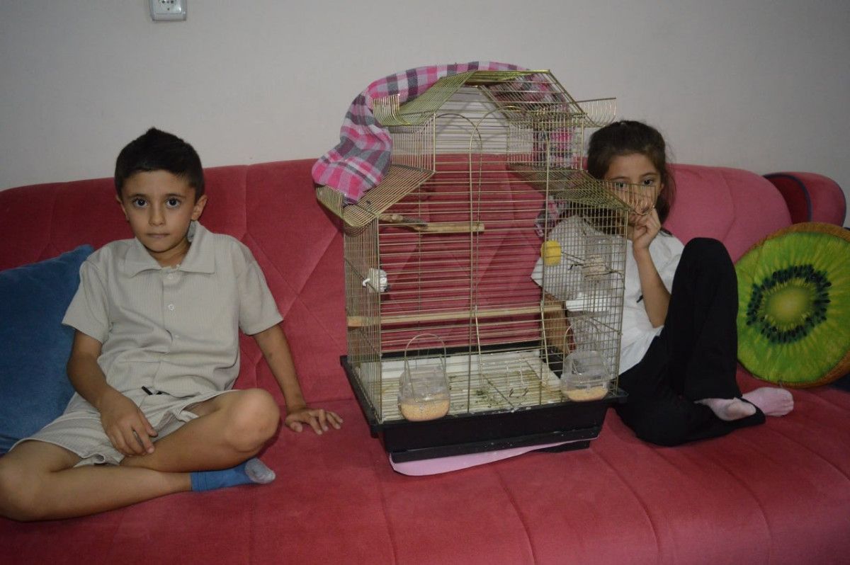 Siirt’te Kaybolan Zeytin: Aileyi Üzen Papağanın Geri Dönüşüne Dair Dayanışma Çağrısı