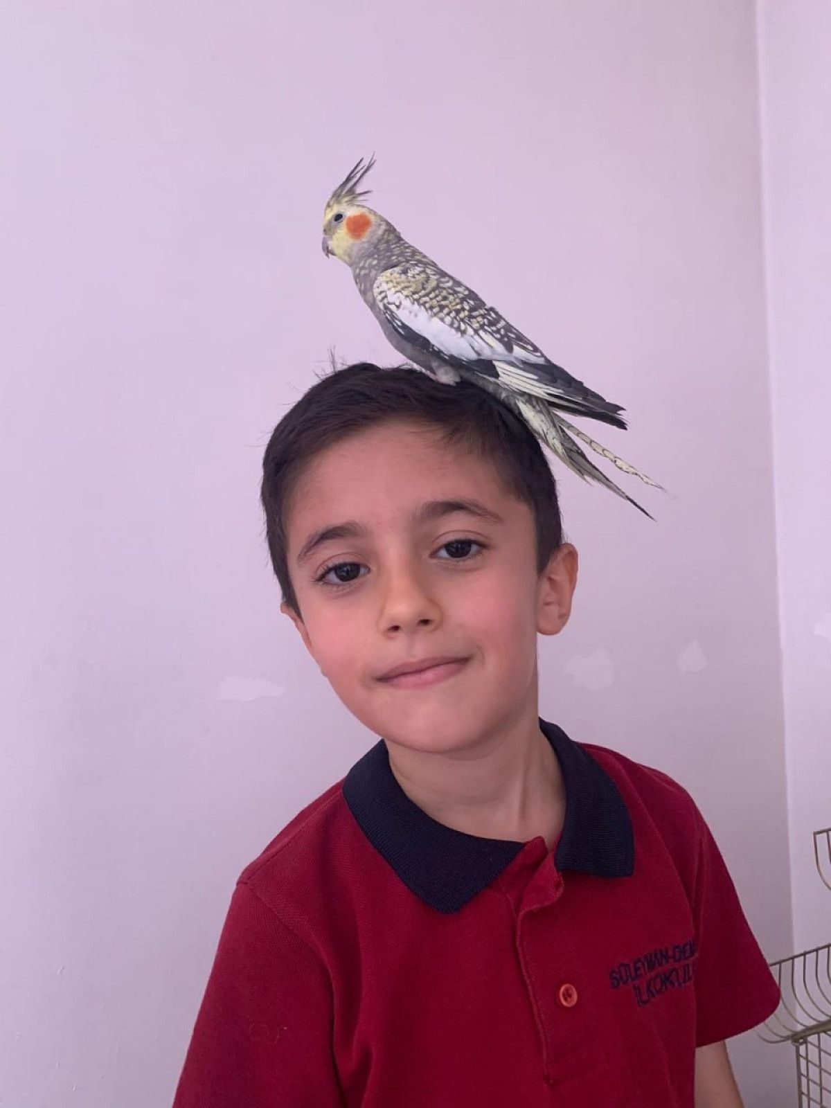 Siirt’te Kaybolan Zeytin: Aileyi Üzen Papağanın Geri Dönüşüne Dair Dayanışma Çağrısı