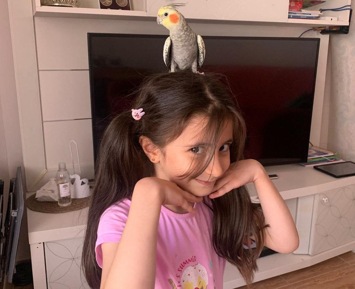 Siirt’te Kaybolan Zeytin: Aileyi Üzen Papağanın Geri Dönüşüne Dair Dayanışma Çağrısı